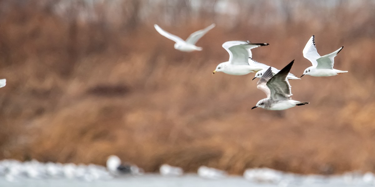 Laughing Gull - Donald Dixon