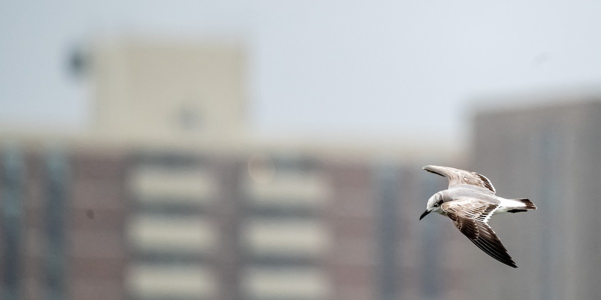 Laughing Gull - ML404309821