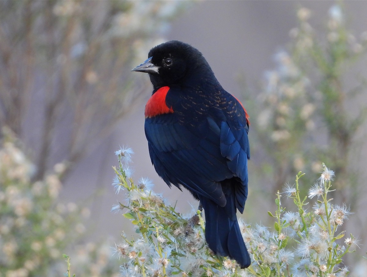 Red-winged Blackbird - Pair of Wing-Nuts