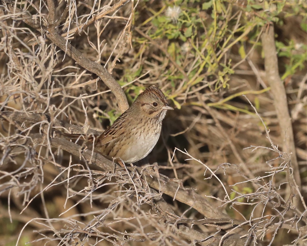 Lincoln's Sparrow - ML404310081