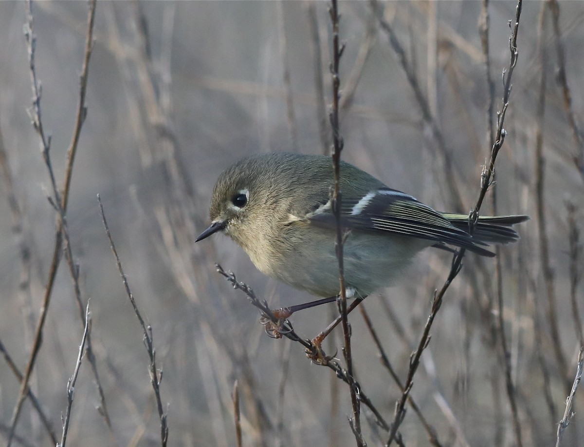 Ruby-crowned Kinglet - ML404310101