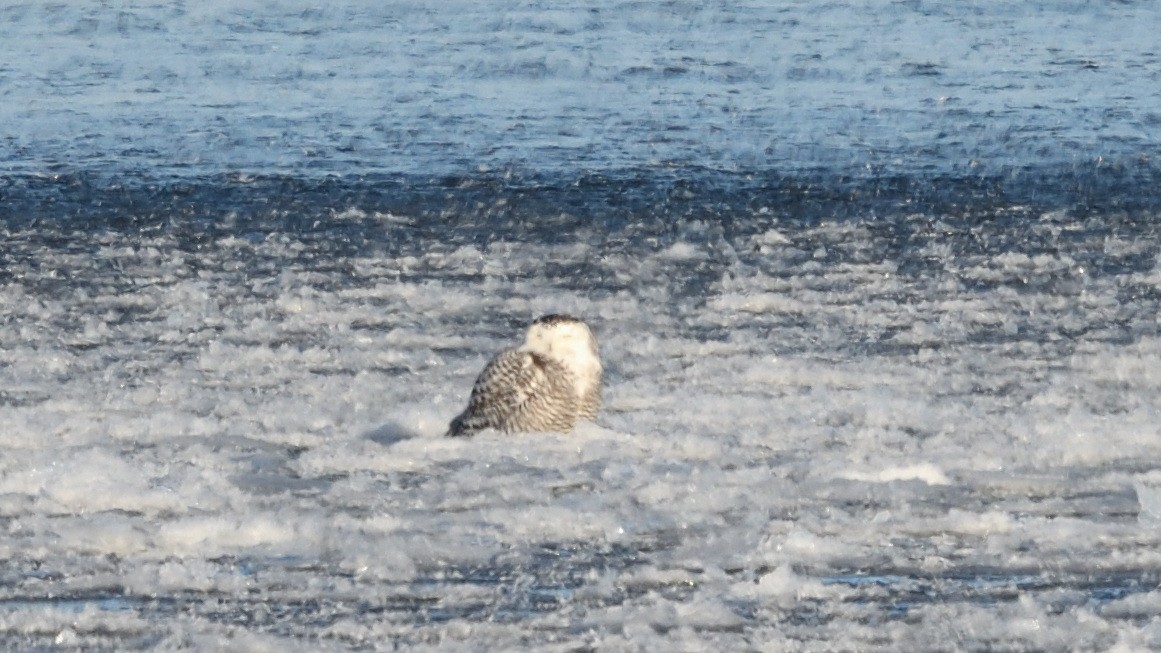 Snowy Owl - ML404311271