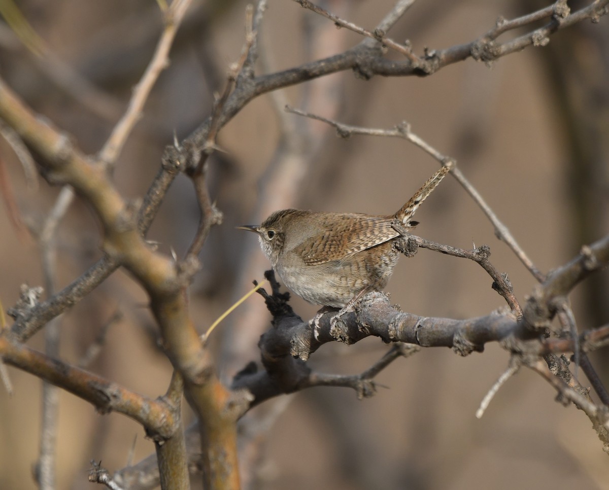 House Wren - ML404311501