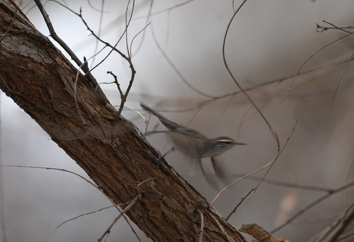 Bewick's Wren - ML404311671