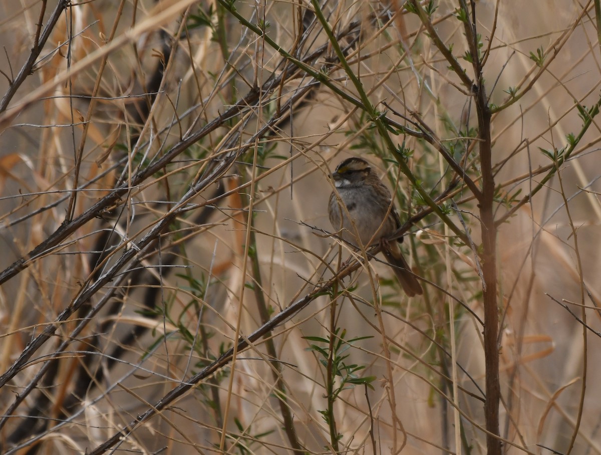 White-throated Sparrow - Janine McCabe