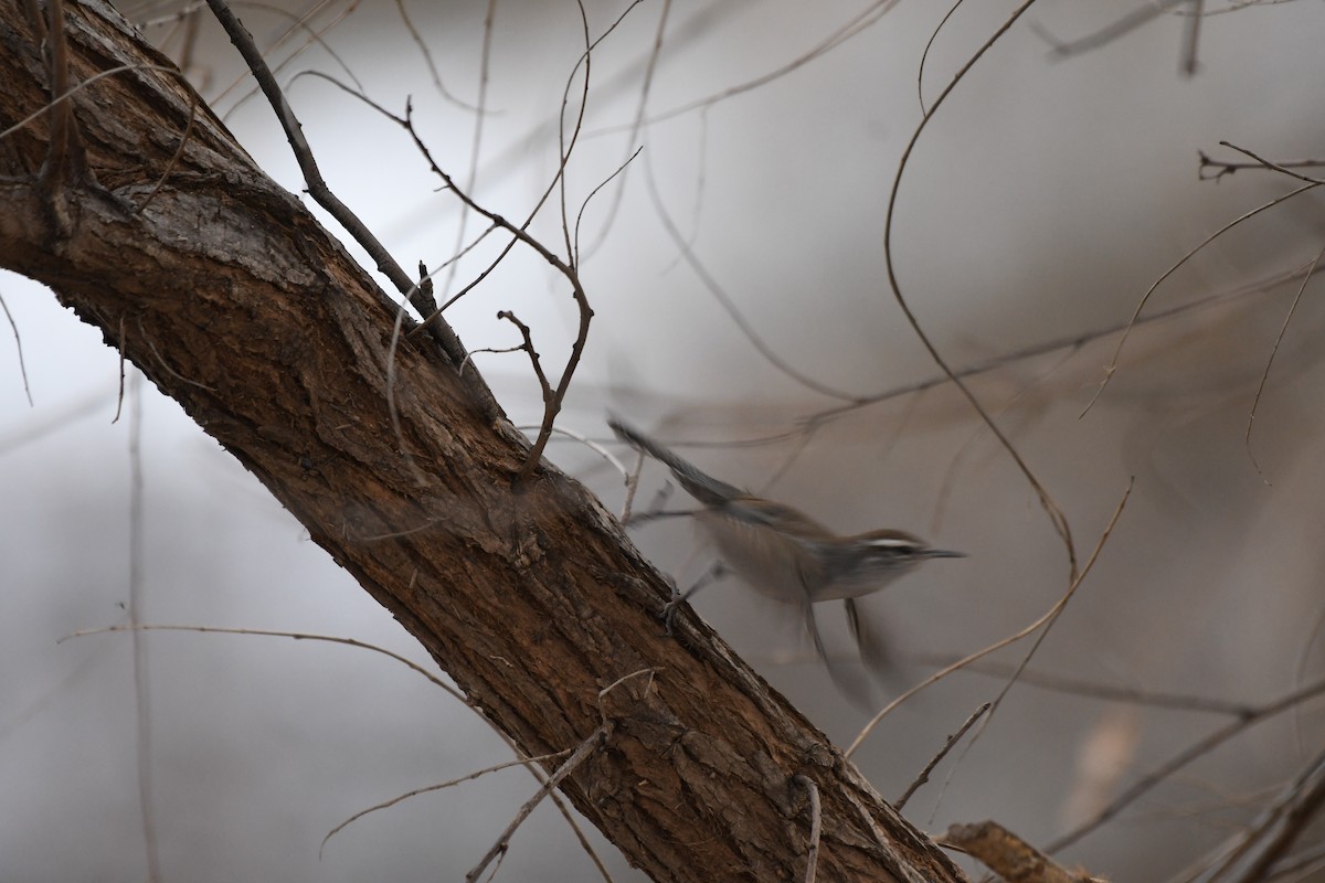 Bewick's Wren - ML404312111