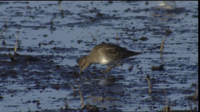 Pectoral Sandpiper - ML404313