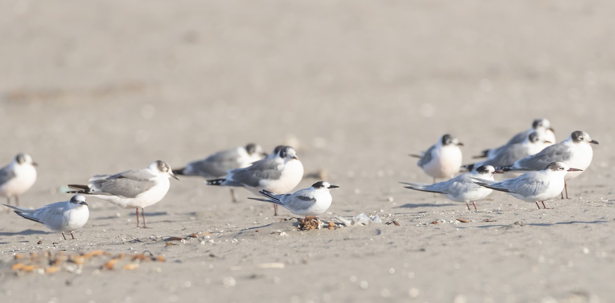 Common Tern - Esteban Villanueva (Aves Libres Chile)