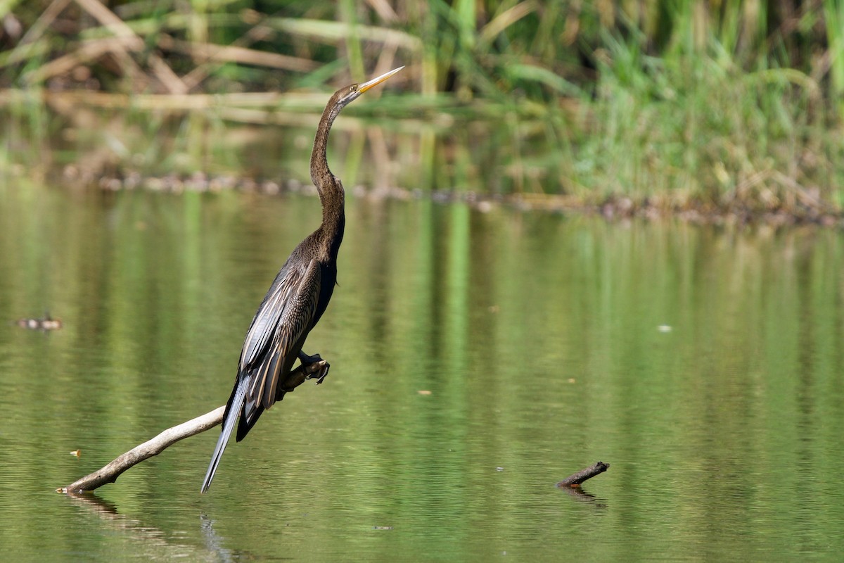 anhinga indomalajská - ML404314611