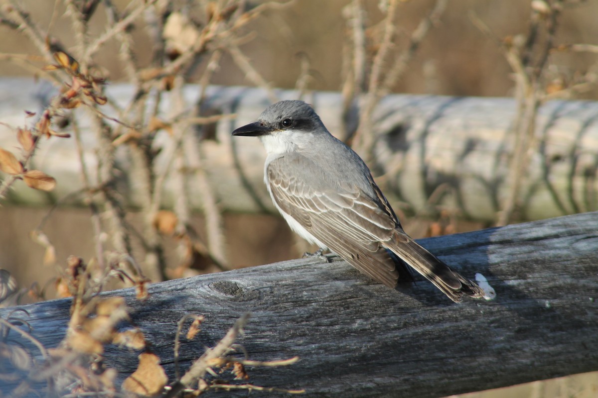 Gray Kingbird - ML404315251