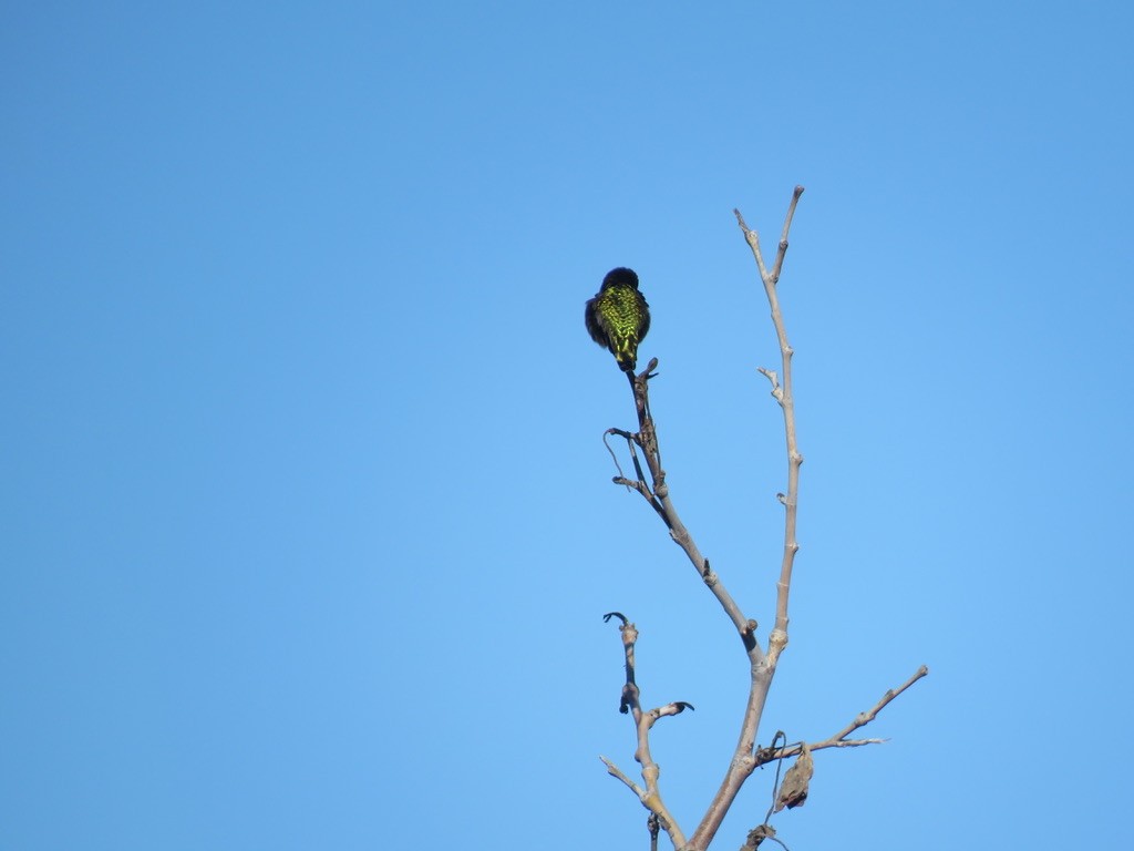 Anna's Hummingbird - ML404316511