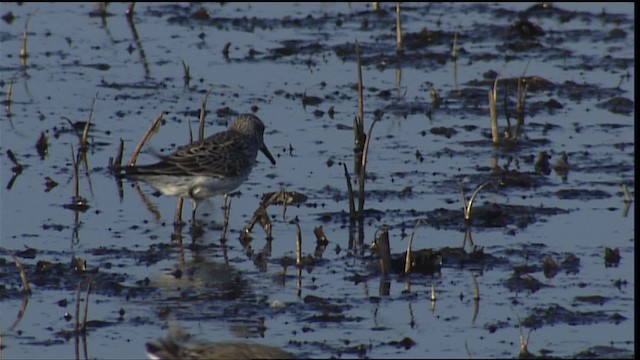 White-rumped Sandpiper - ML404318