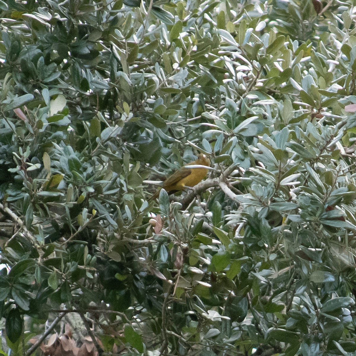 Summer Tanager - Roshan Nepal