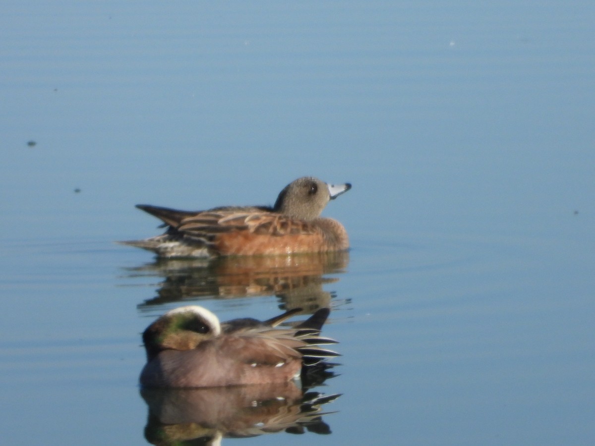 American Wigeon - ML404318291