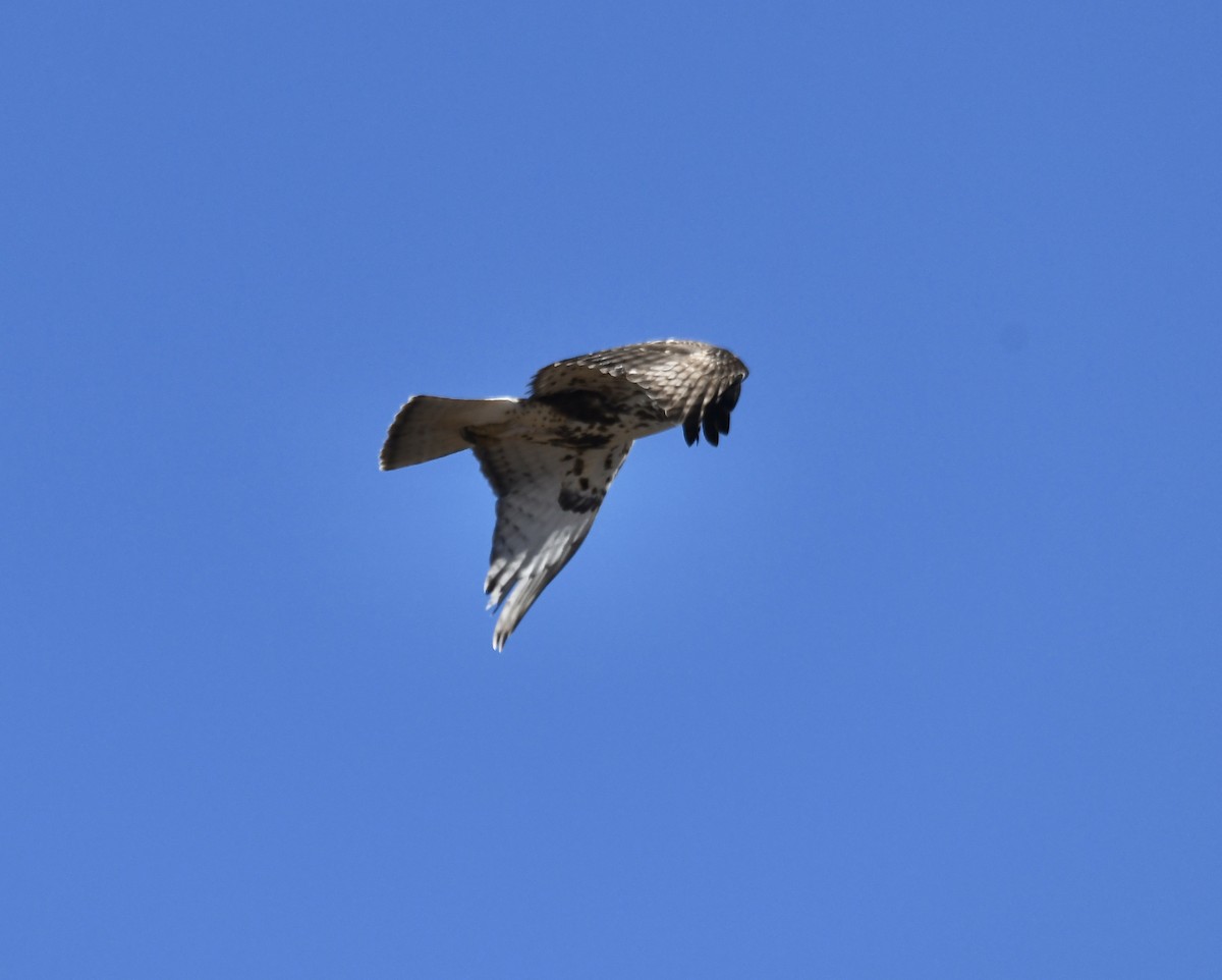 Buteo sp. - Annie Reeves