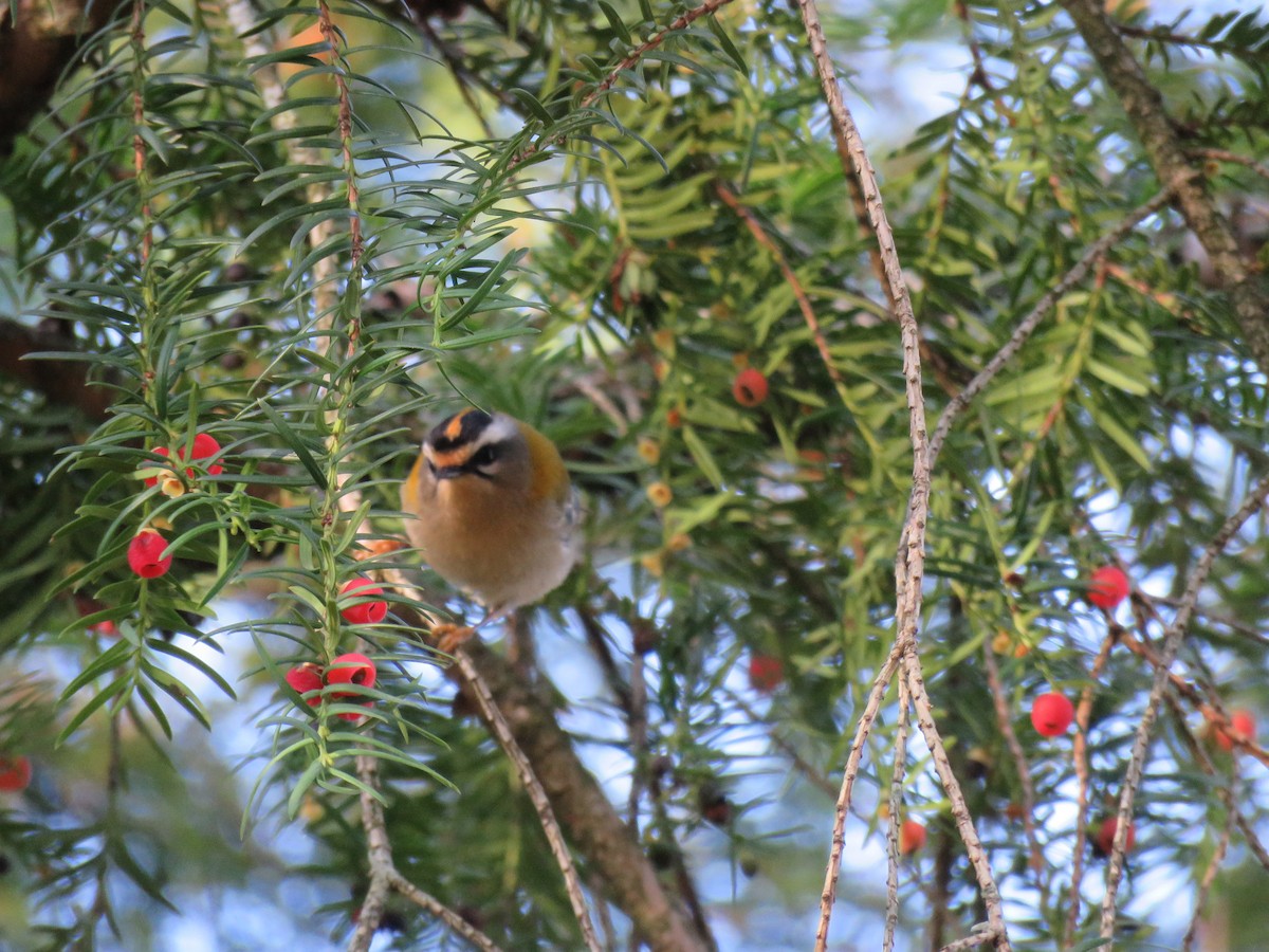 Common Firecrest - ML40431941