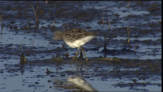 Pectoral Sandpiper - ML404320