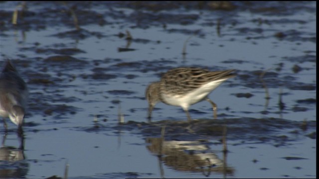 Pectoral Sandpiper - ML404321