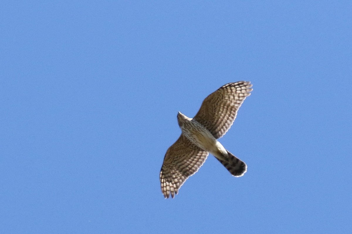 Cooper's Hawk - ML40432561