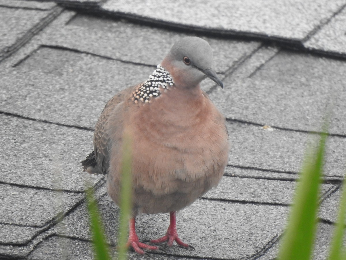 Spotted Dove - Matthew Thompson