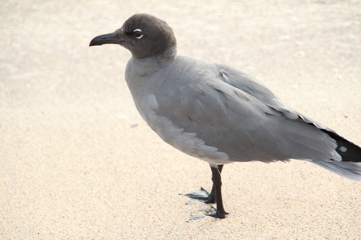 Mouette obscure - ML404327401