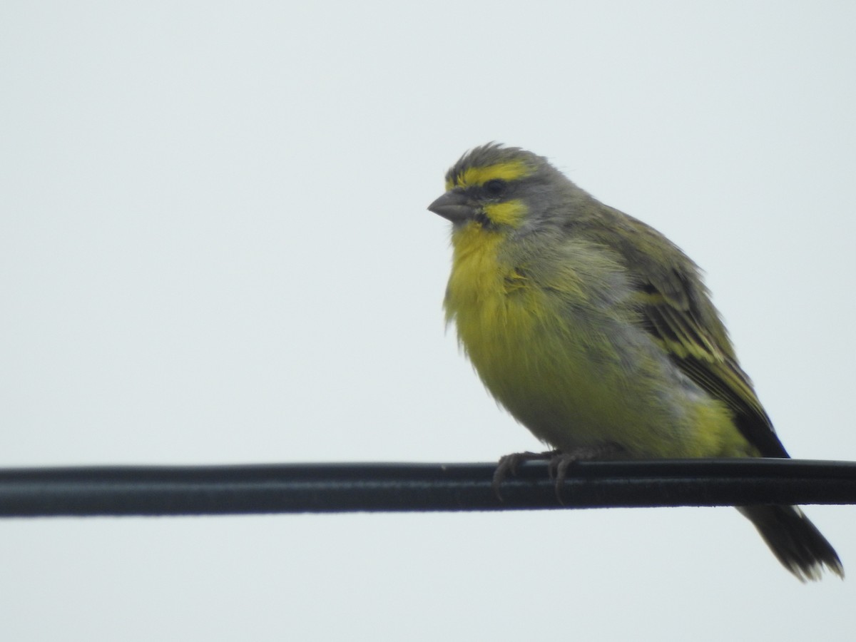 Yellow-fronted Canary - Matthew Thompson