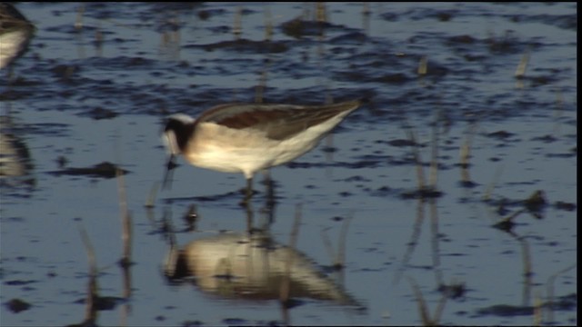 Wilson's Phalarope - ML404329