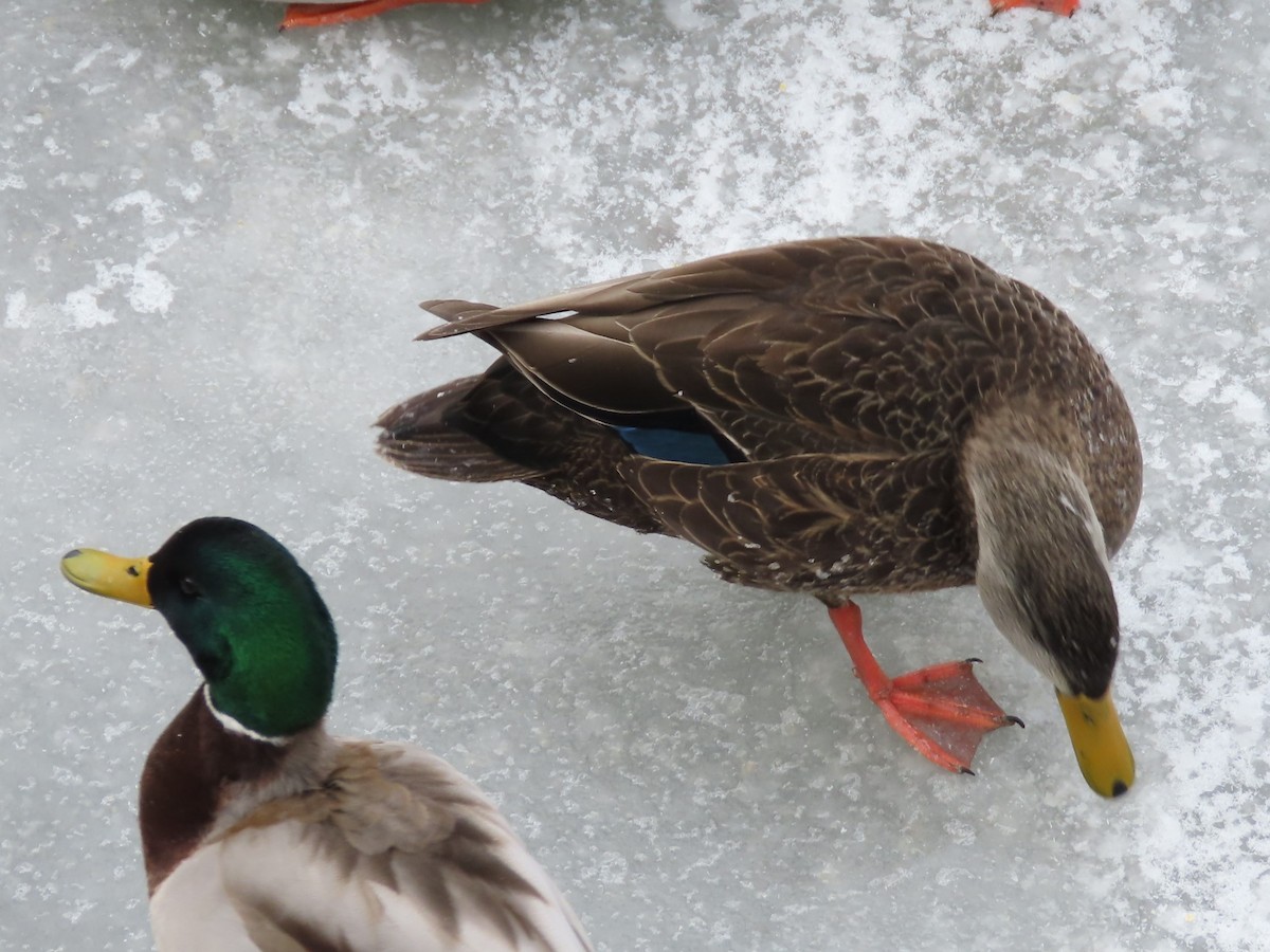 American Black Duck - ML404329521