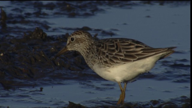 アメリカウズラシギ - ML404331