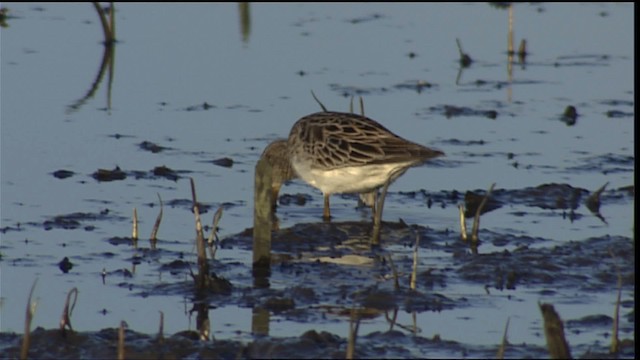 Pectoral Sandpiper - ML404334