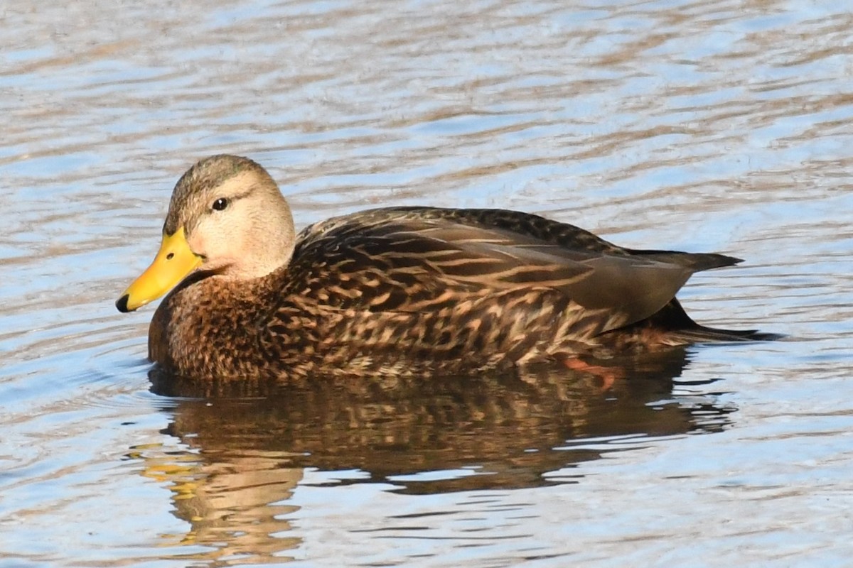 Mexican Duck - Bo Olcott