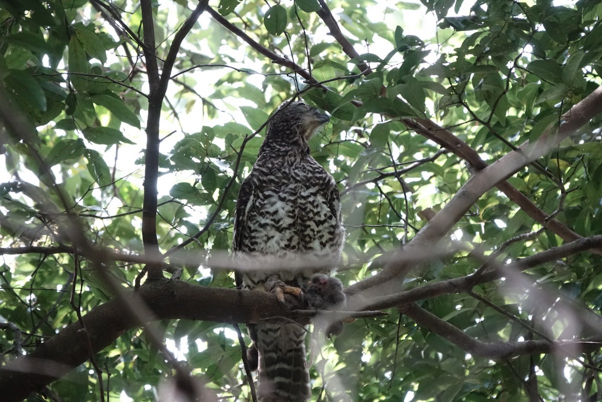 Powerful Owl - ML404335291