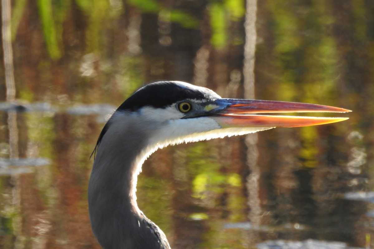 Great Blue Heron - ML404335391