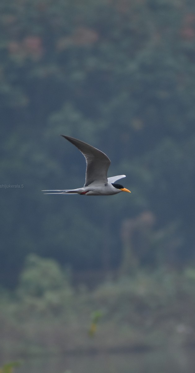 River Tern - ML404337081
