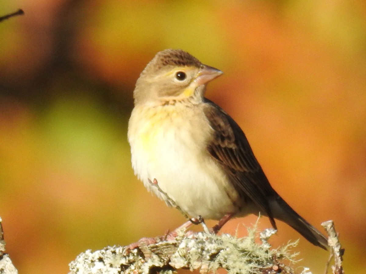 Dickcissel - ML40433991