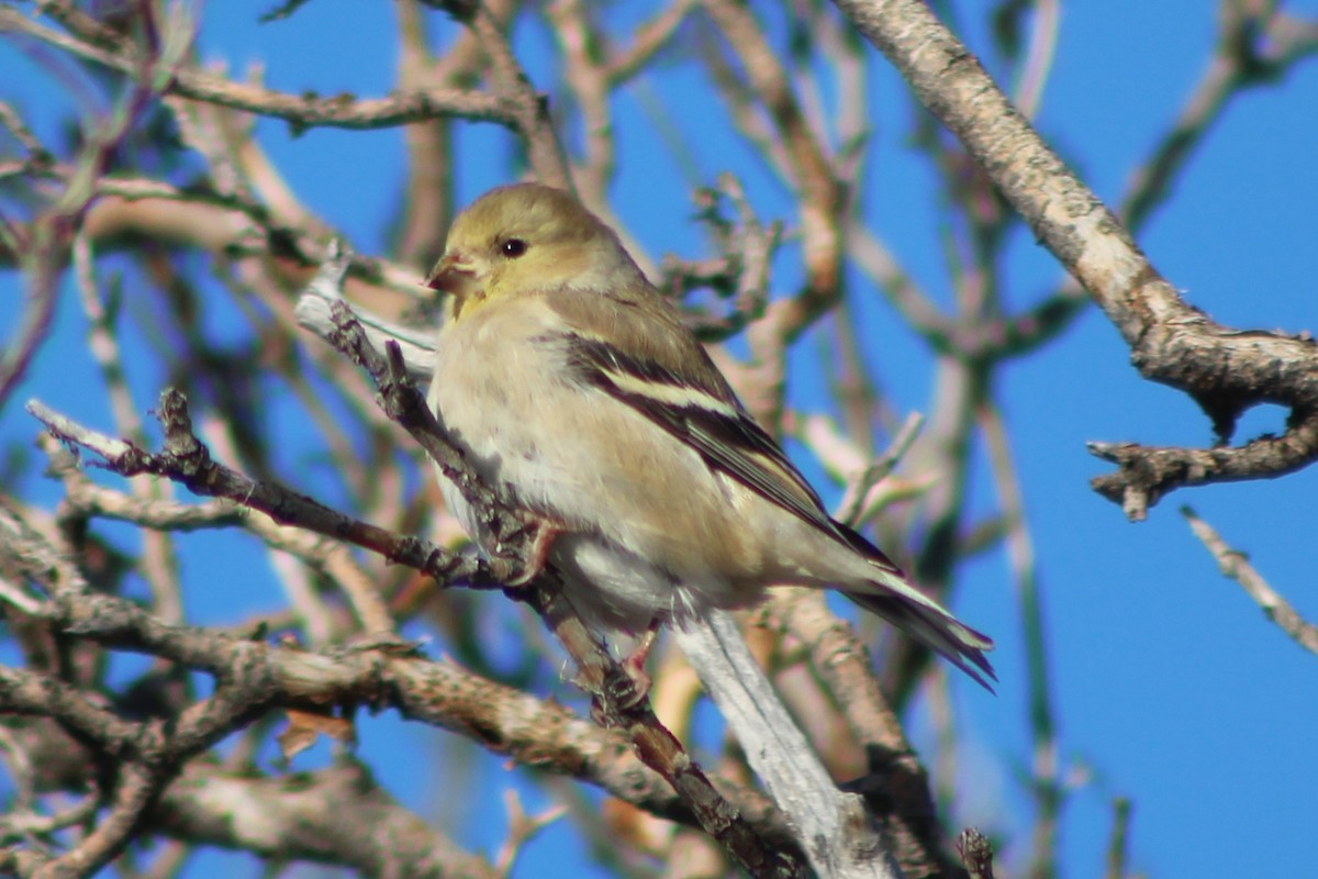 American Goldfinch - ML404340661