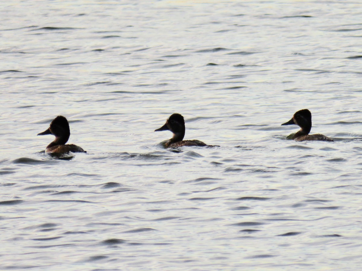 Ring-necked Duck - ML40434091