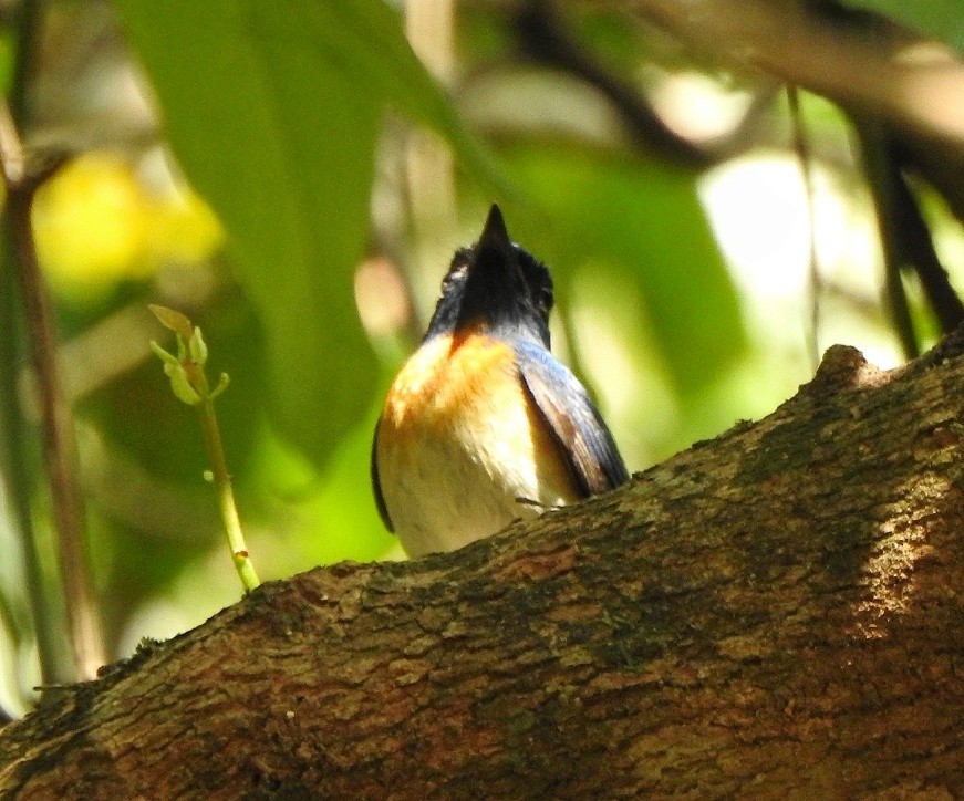 Blue-throated Flycatcher - ML404341461