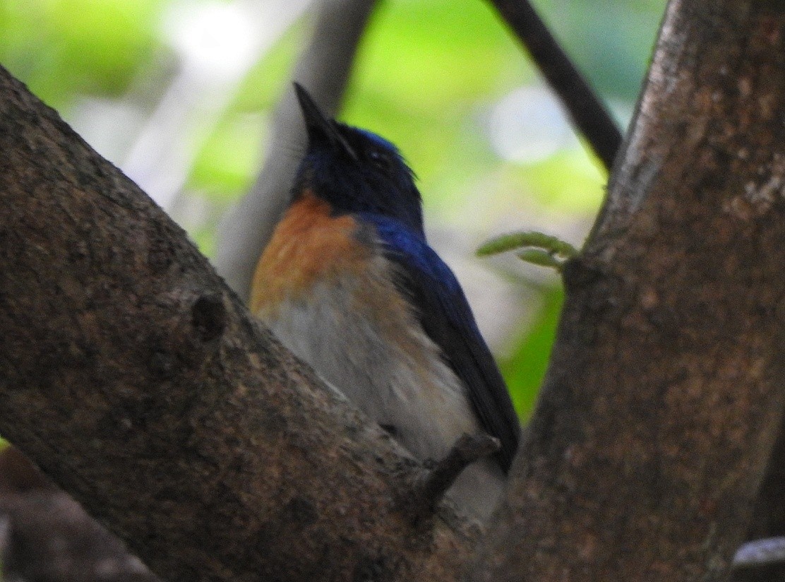 Blue-throated Flycatcher - ML404341481