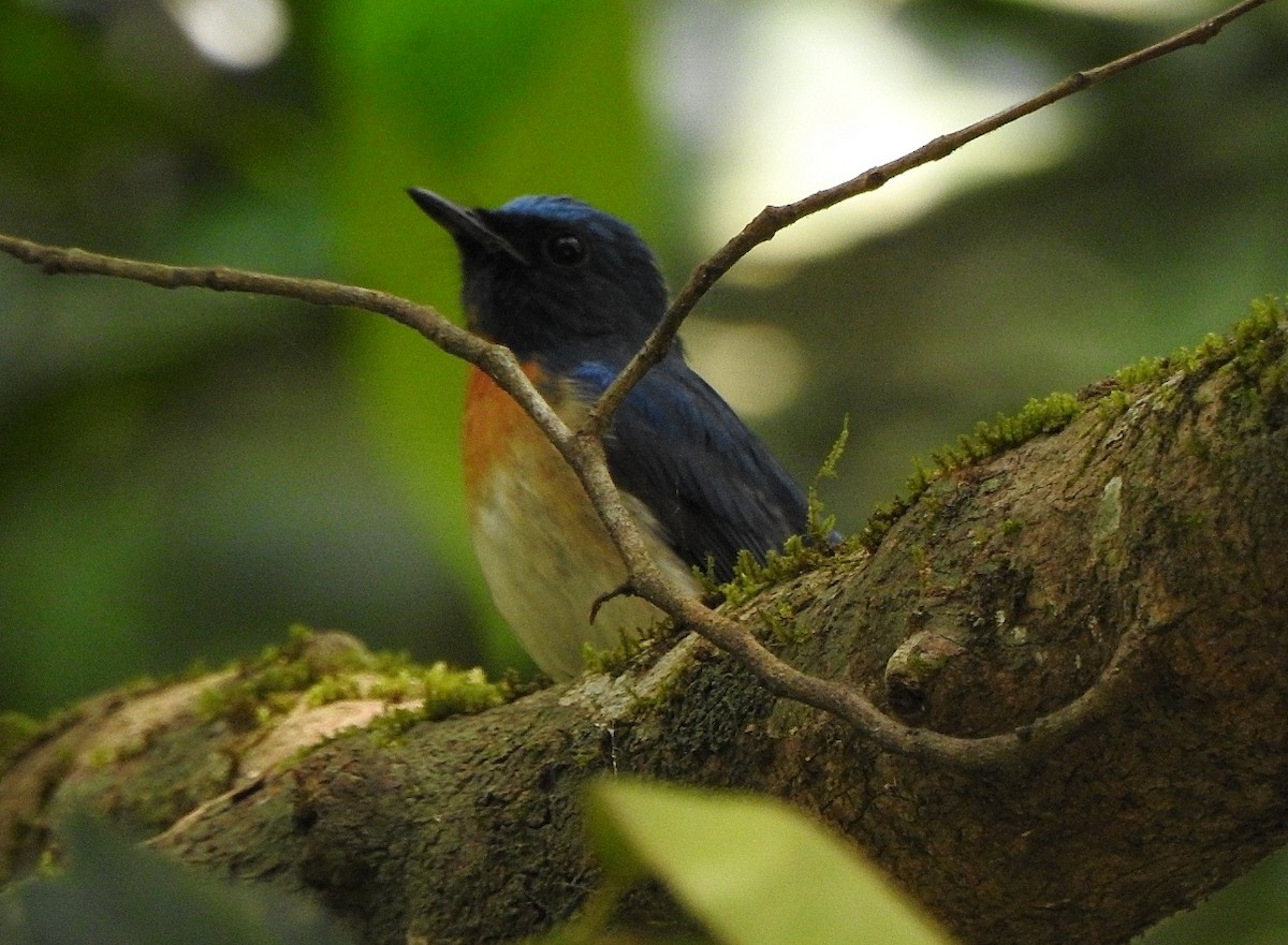 Blue-throated Flycatcher - ML404341491