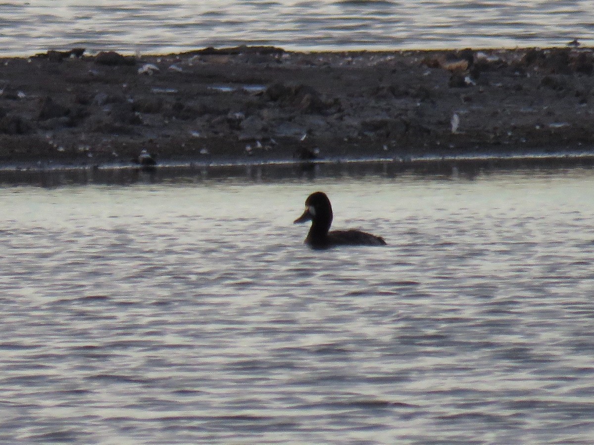 Lesser Scaup - ML40434191