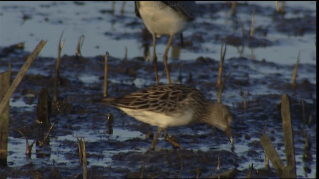 Pectoral Sandpiper - ML404342