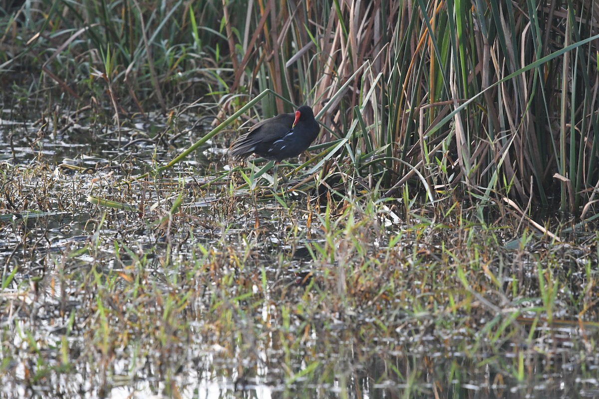 Gallinule poule-d'eau - ML404342311