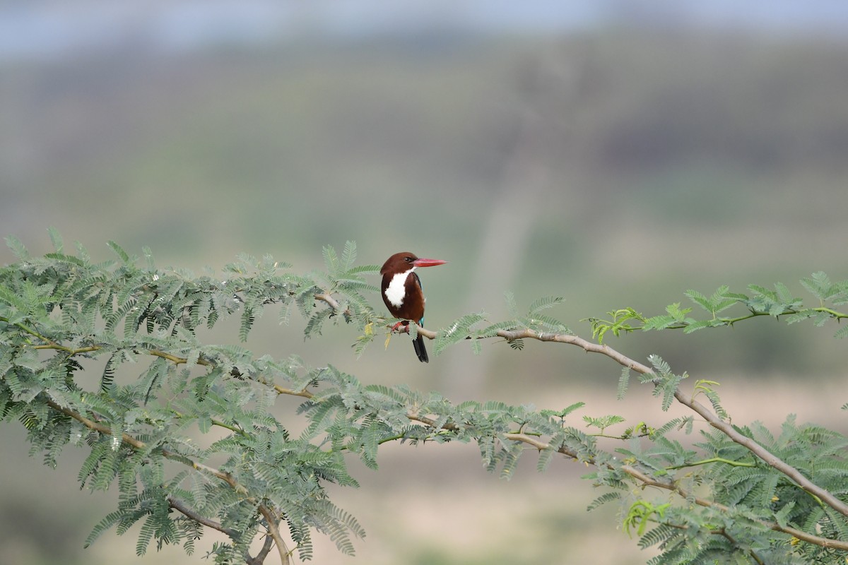 White-throated Kingfisher - Vikas Pawar