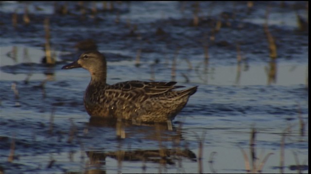 Blue-winged Teal - ML404345