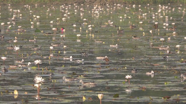 Cotton Pygmy-Goose - ML404349061