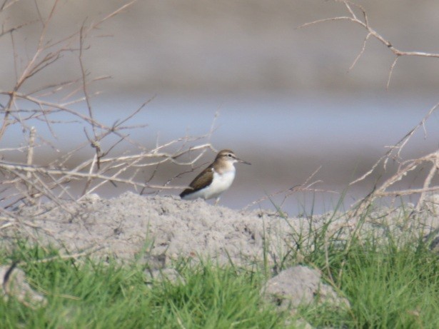 Common Sandpiper - Niroshan Silva