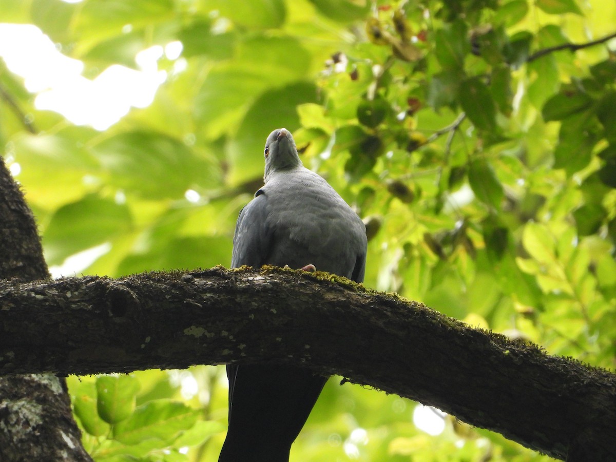 Andaman Wood-Pigeon - ML404351361