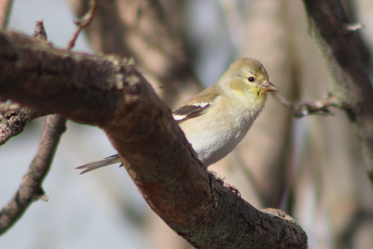 American Goldfinch - ML404351661