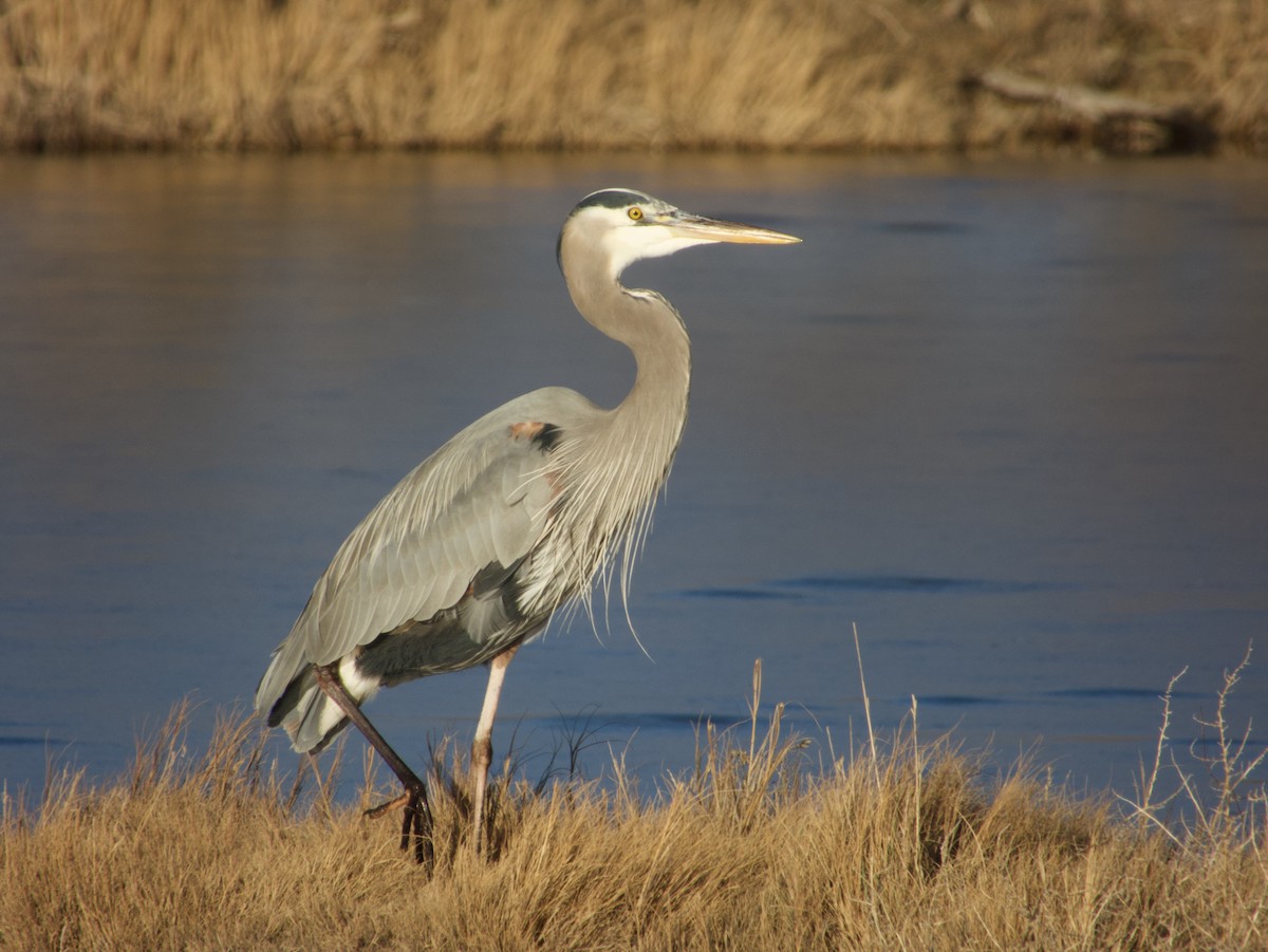 Great Blue Heron - Chris Blaes